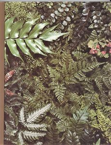 Ferns