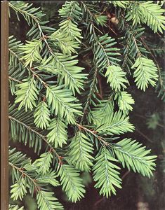Evergreens