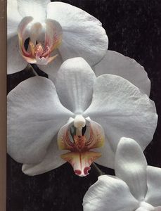Orchids