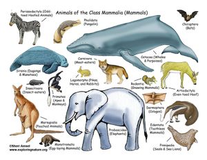 Mammals