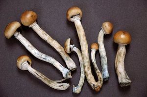 Psilocybin