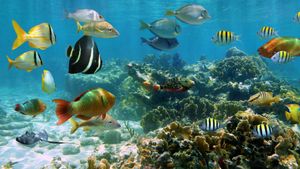 Fish (2)
