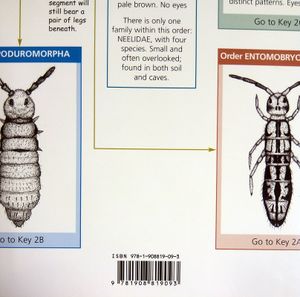 Illustrated Key to the Families of British Springtails (Collembola)