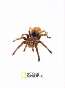 Bichos Assombrosos: O Mundo Fascinante de Aranhas e Insectos