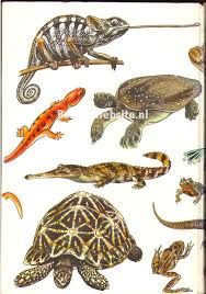 Reptielen en Amfibieën der Wereld