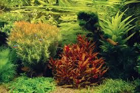 Aquariumplants