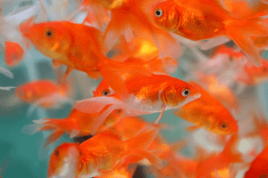 Goldfish