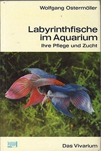 Labyrinthfische Im Aquarium