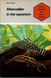 Meervallen In Het Aquarium