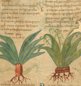 Herbal