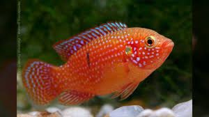Cichlids