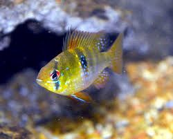 Cichlids