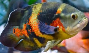 Cichlids