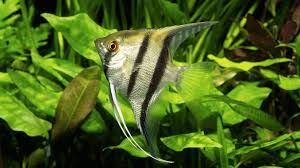 Cichlids