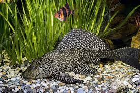 Catfish