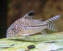 Catfish
