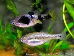Goodeids