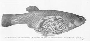 Livebearing Fish