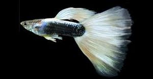 Guppy
