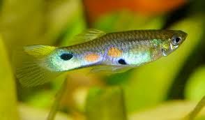 Guppy