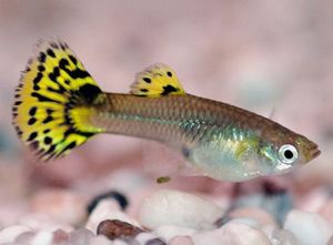 Guppy