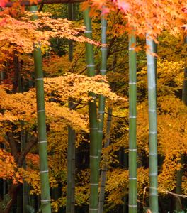 Japanese gardens