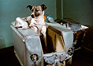 Laika (dog)