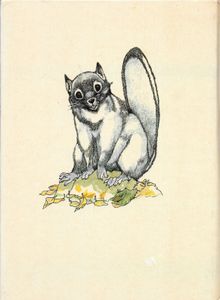 The White Squirrel