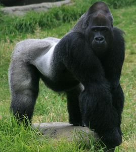 Gorillas