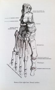 The Concise Gray's Anatomy