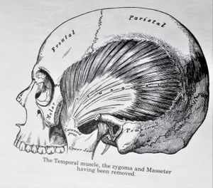 The Concise Gray's Anatomy