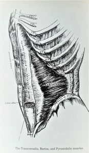 The Concise Gray's Anatomy