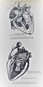 The Concise Gray's Anatomy