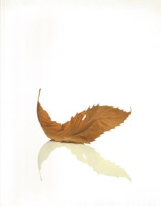 Peter Saville Estate 1-127