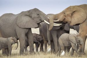 Elephants