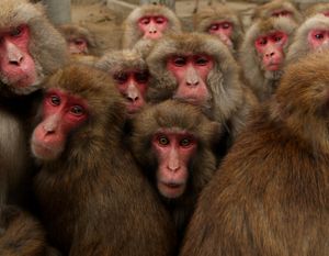 Monkeys