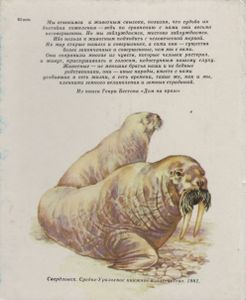 Редкие Животные Тюменской Области