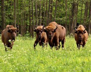 Białowieża Forest