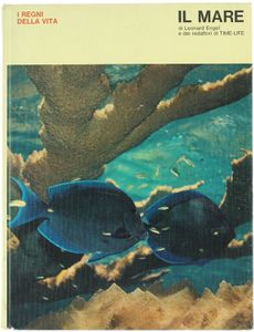 Il Mare