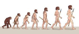 Homo