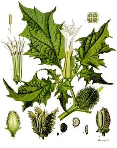 Herbalism