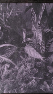 The Roots of Evil: Weird Stories of Supernatural Plants