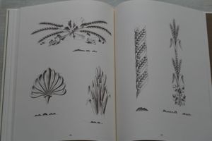 Motifs ornementaux sculptures sur bois Bas reliefs