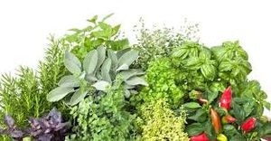 Herbs