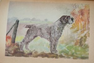 Meilleurs chiens de chasse