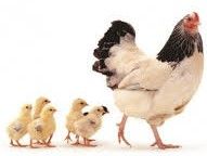 Chickens