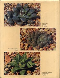 The Genus Haworthia: A Taxanomic Revision