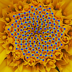 Theoretical Biology