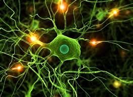 Cognitive Biology