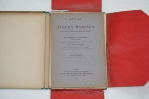 Algues marines